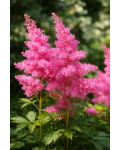 Astilbe Cattleya
